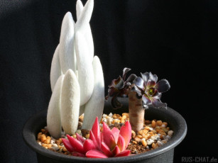 Картинка цветы