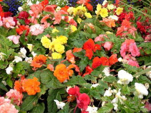 Картинка цветы бегония