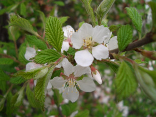 Картинка цветы цветущие деревья кустарники