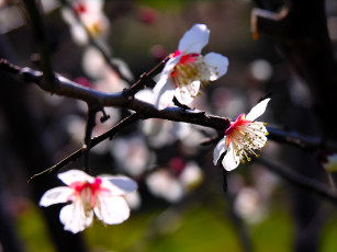 обоя цветы, цветущие, деревья, кустарники