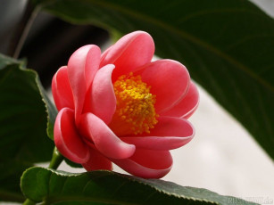 Картинка цветы камелии