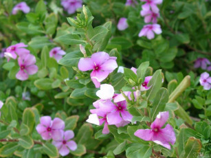 Картинка цветы катарантусы