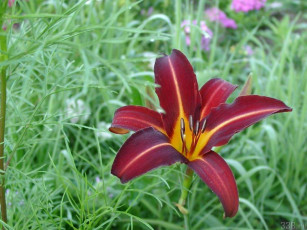 Картинка цветы лилии лилейники