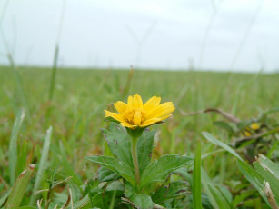 Картинка цветы луговые полевые