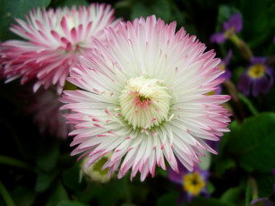 Картинка цветы маргаритки