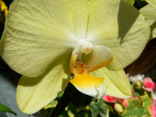 обоя цветы, орхидеи