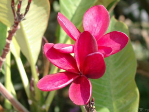 Картинка цветы плюмерия