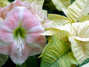 Картинка цветы разные вместе