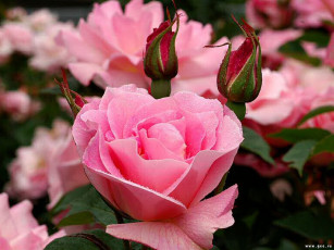 Картинка цветы розы