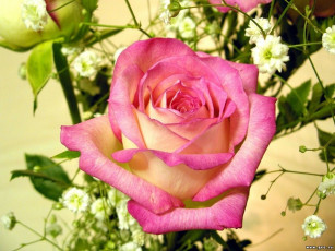 Картинка цветы розы