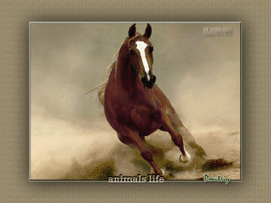 Картинка животные лошади