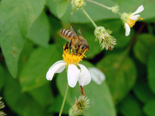 Картинка животные пчелы осы шмели