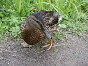 Картинка животные утки