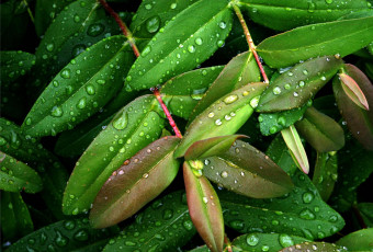 Картинка природа