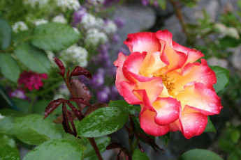 Картинка цветы шиповник