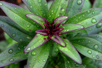 Картинка природа