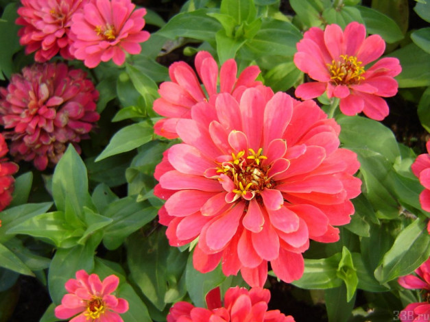 Обои картинки фото цветы, цинния