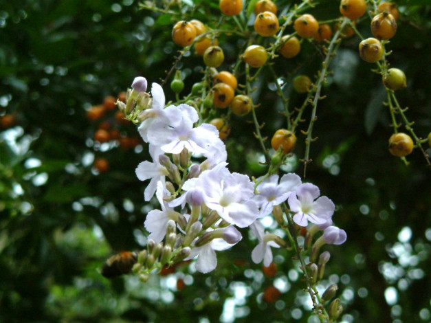 Обои картинки фото цветы, дуранта