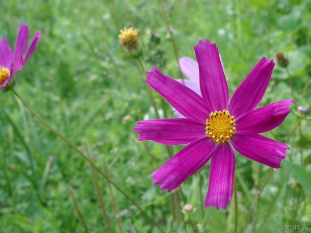 Обои картинки фото цветы, космея