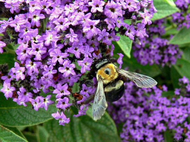 Обои картинки фото цветы, лантана, вербена