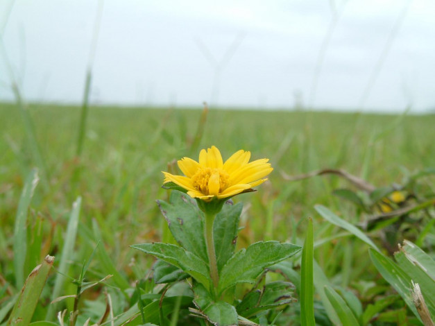 Обои картинки фото цветы, луговые, полевые