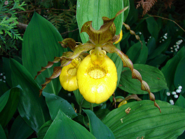 Обои картинки фото цветы, орхидеи