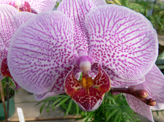 Обои картинки фото цветы, орхидеи