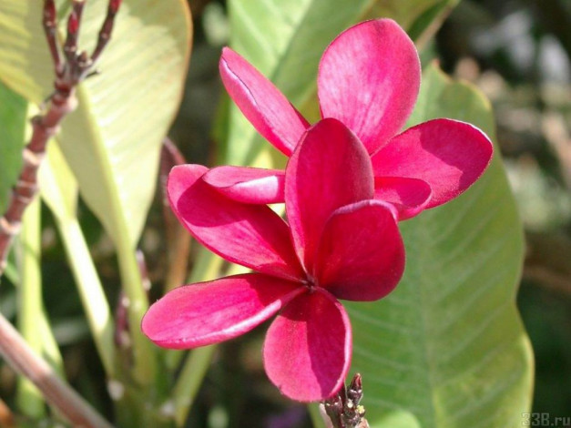 Обои картинки фото цветы, плюмерия