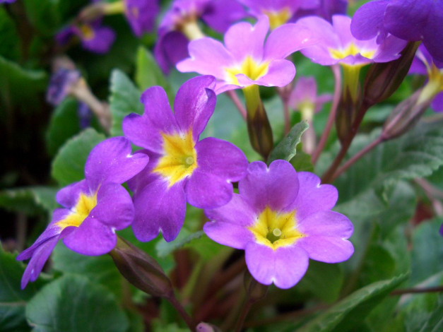 Обои картинки фото цветы, примулы