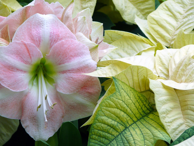 Обои картинки фото цветы, разные, вместе