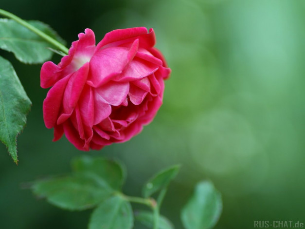 Обои картинки фото цветы, розы