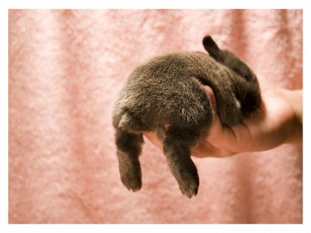 Обои картинки фото животные, кролики, зайцы