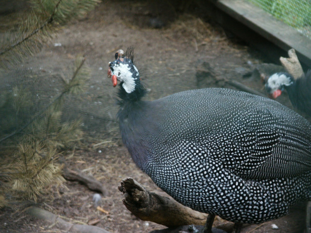 Обои картинки фото животные, птицы