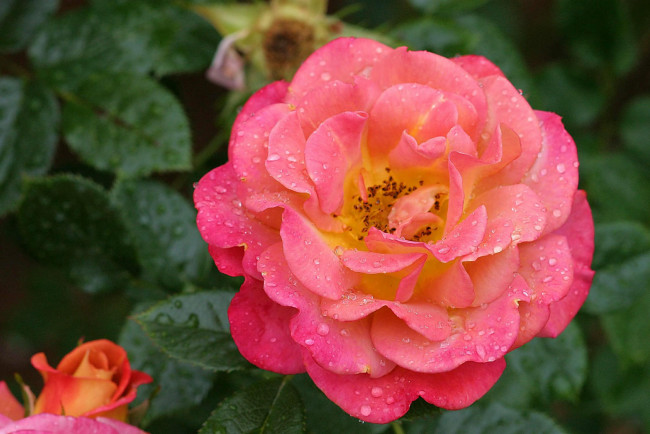 Обои картинки фото цветы, розы