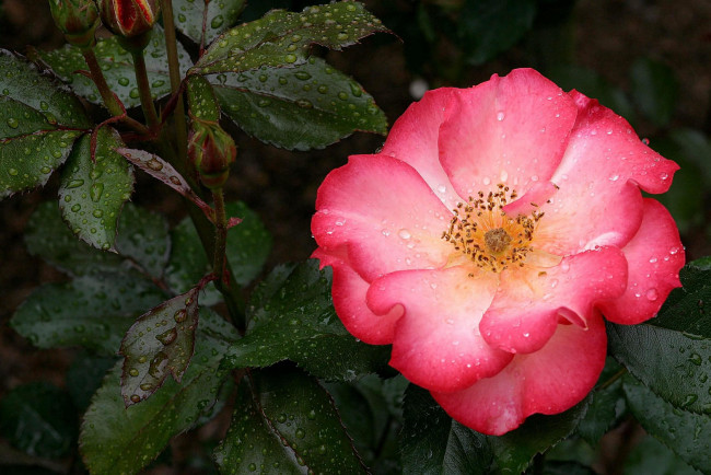 Обои картинки фото цветы, шиповник