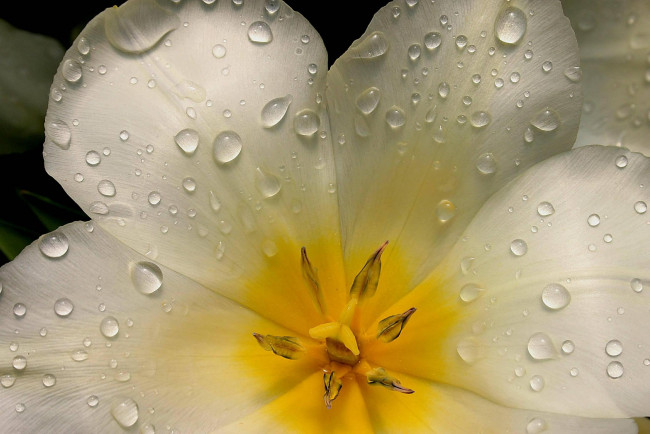 Обои картинки фото цветы, тюльпаны