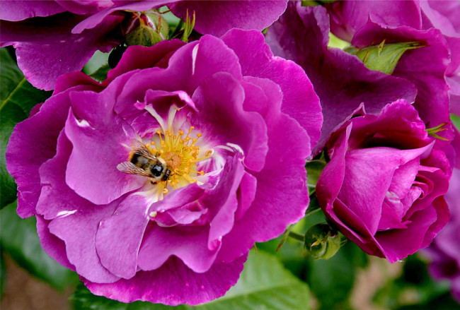 Обои картинки фото цветы, розы