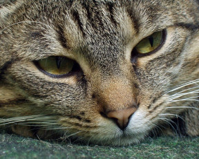 Картинка животные коты