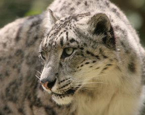 обоя животные, снежный, барс, ирбис