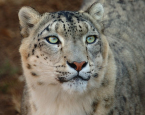 обоя животные, снежный, барс, ирбис