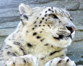 обоя животные, снежный, барс, ирбис