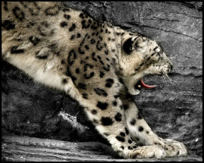 обоя животные, снежный, барс, ирбис