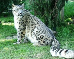 Картинка животные снежный барс ирбис