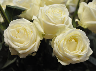 Картинка цветы розы