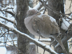 Картинка животные голуби