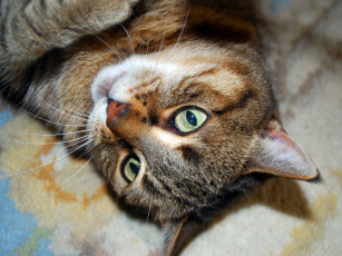 Картинка животные коты