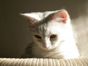 Картинка животные коты