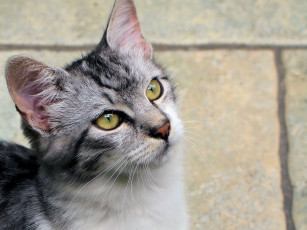 Картинка животные коты