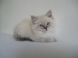 Картинка животные коты