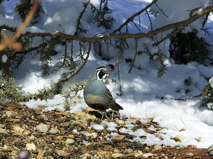 Картинка животные куропатки рябчики перепела